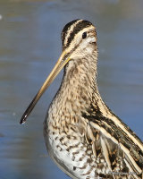 Common Snipe (Gallinago gallinago)