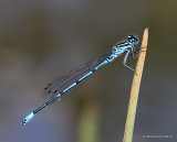 Azure Damselfly (Coenagrion puella) M