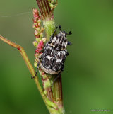 Scarab Beetle sp. Valgus hemipterus