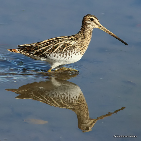 Common Snipe (Gallinago gallinago)