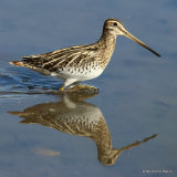 Common Snipe (Gallinago gallinago)