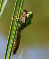 Emperor (Anax imperator)