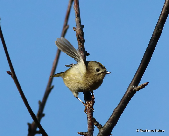 Goldcrest (Regulus regulus), Roitelet huppé