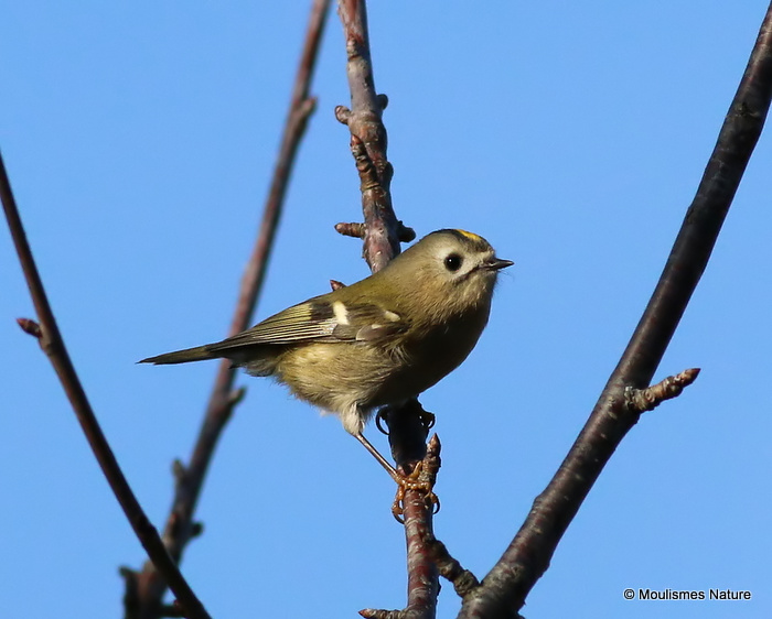 Goldcrest (Regulus regulus), Roitelet huppé