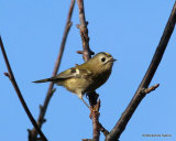 Goldcrest (Regulus regulus), Roitelet huppé