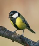 Great Tit (Parus major)