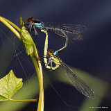 Red-eyed Damselflies (Erythromma najas)