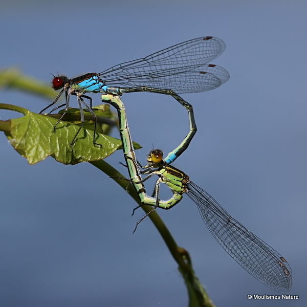 Red-eyed Damselflies (Erythromma najas)