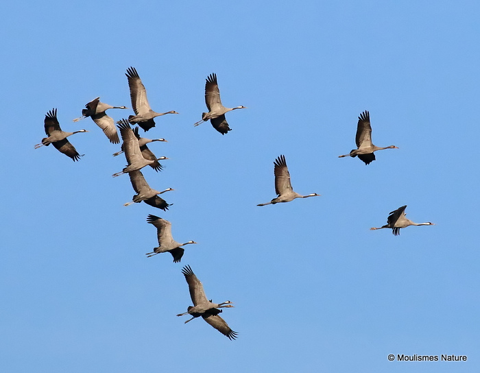 Grus grus en migration