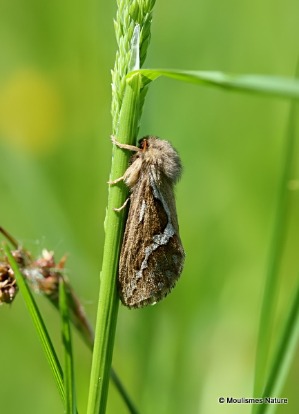 Common Swift (Korscheltellus lupulina)