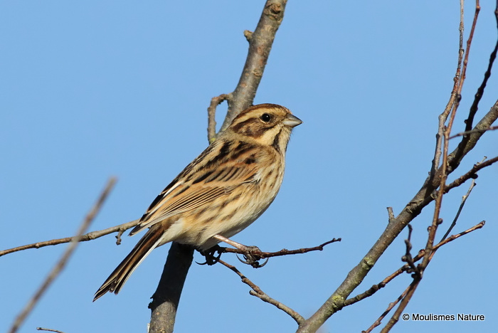 Common Reed Bunting (Emberiza schoeniclus) F/1W