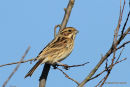 Common Reed Bunting (Emberiza schoeniclus) F/1W