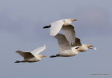 Cattle Egret (Bubulcus ibis) Ad-W