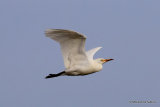 Cattle Egret (Bubulcus ibis) Ad-W