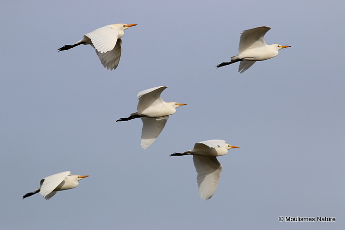 Cattle Egret (Bubulcus ibis) Ad-W