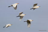 Cattle Egret (Bubulcus ibis) Ad-W