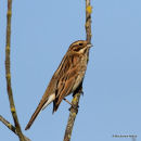Common Reed Bunting (Emberiza schoeniclus) F/1W