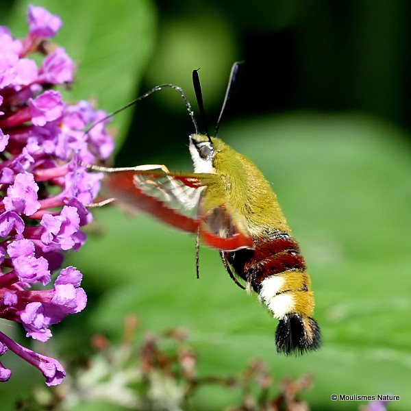 Broad-bordered Bee Hawkmoth (Hemaris fuciformis)