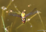 Broad-bodied Chaser (Libellula depressa) F