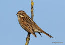Common Reed Bunting (Emberiza schoeniclus) F/1W