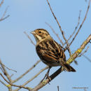 Common Reed Bunting (Emberiza schoeniclus) M-1W