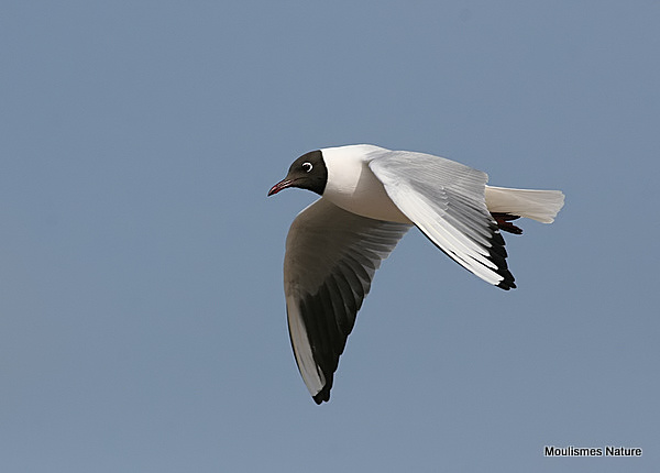 L. ridibundus ad-summer