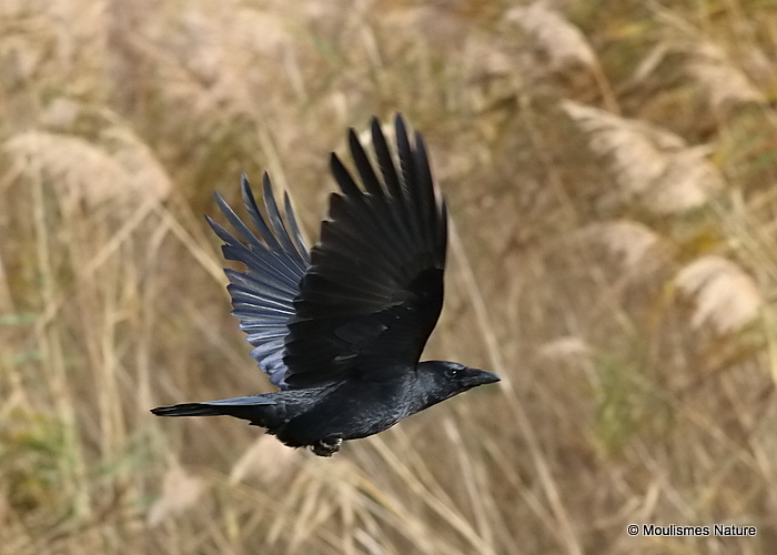 Carrion Crow (Corvus corone)