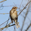Common Reed Bunting (Emberiza schoeniclus) M-1W