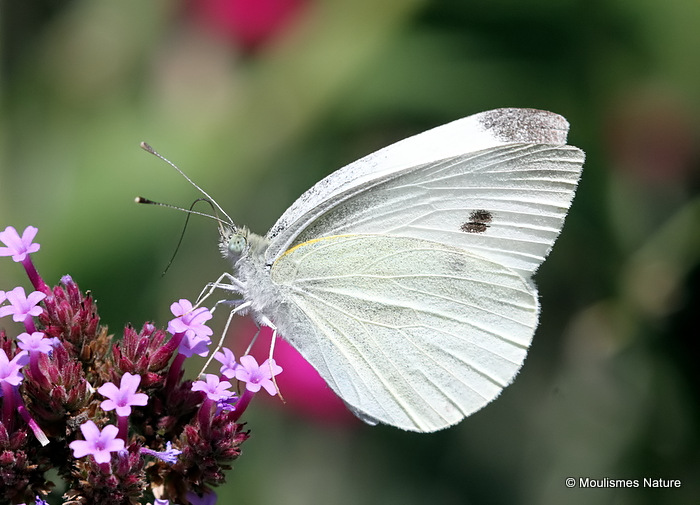 Large White (Pieris brassicae) F