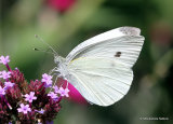 Large White (Pieris brassicae) F