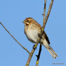 Common Reed Bunting (Emberiza schoeniclus) F/1W