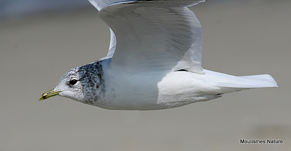 L. canus ad-winter
