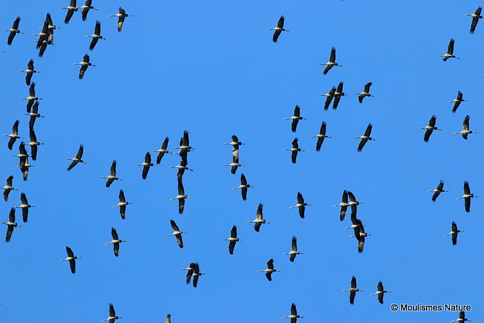 Grus grus en migration