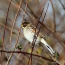 Common Reed Bunting (Emberiza schoeniclus) M-AdW
