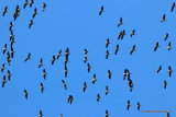 Grus grus en migration