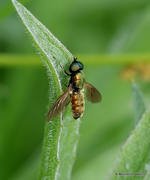 Broad Centurian (Chloromyia formosa) M