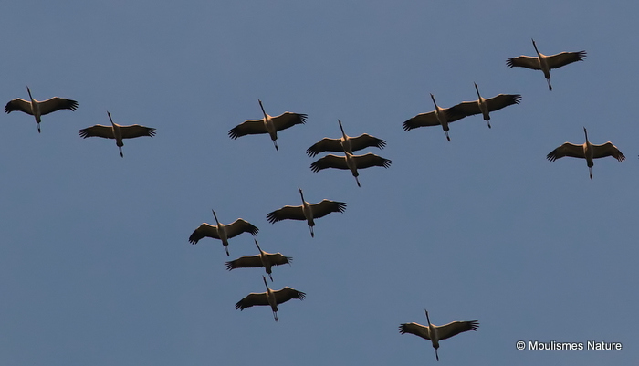 Grus grus en migration