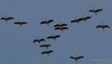 Grus grus en migration