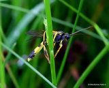 Amblyteles armatorius M