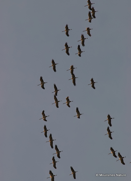 Grus grus en migration