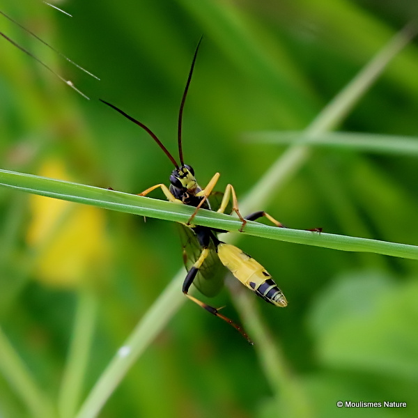 Amblyteles armatorius M