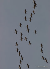 Grus grus en migration