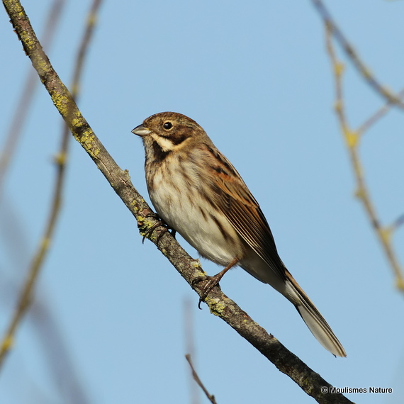 Common Reed Bunting (Emberiza schoeniclus) M-AdW