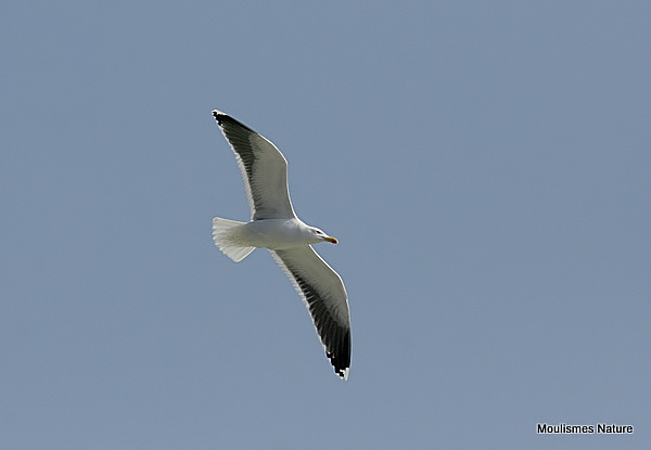 L. fuscus ad-summer