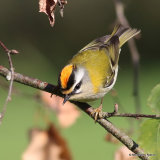 Firecrest (Regulus ignicapilla), Roitelet triple-bandeau