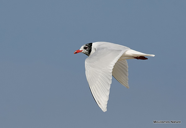 L. melanocephalus ad-winter/summer