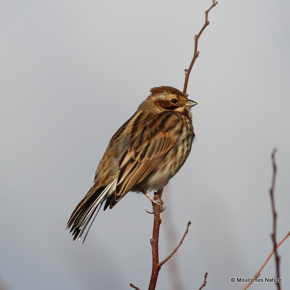 Common Reed Bunting (Emberiza schoeniclus) F/1W