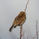 Common Reed Bunting (Emberiza schoeniclus) F/1W