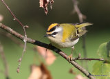Firecrest (Regulus ignicapilla), Roitelet triple-bandeau