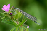 Dainty Damselfly (Coenagrion scitulum) F-ten